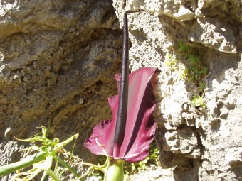 Arum dracunculus vulgaris 001