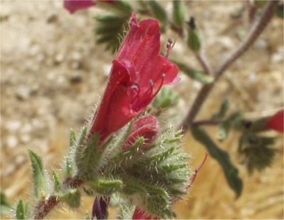 Echium angusti folium