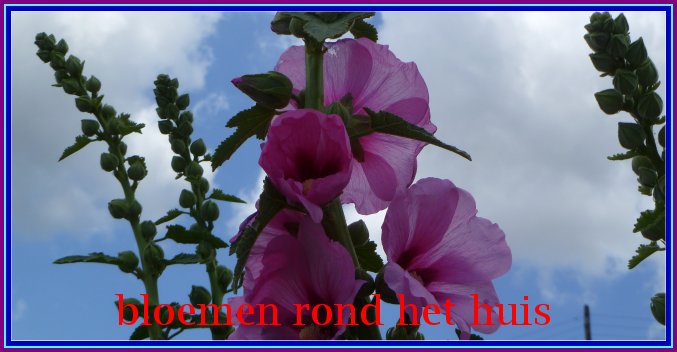 Althaea_rosea