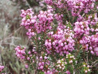 Erica arboreus