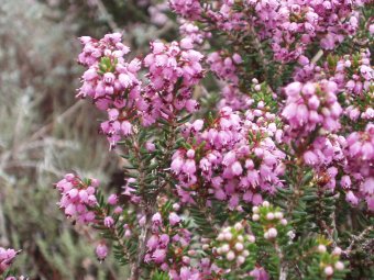 Erica arboreus