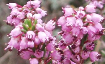 Erica arboreus cu