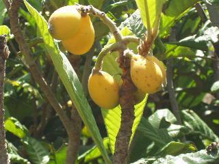 Eriobotrya japonoica loquat