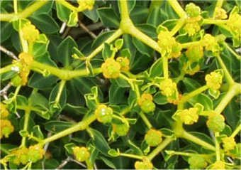 Euphorbia acanthothamnos