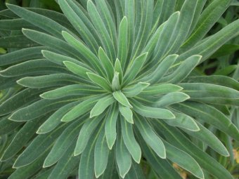 Euphorbia characias