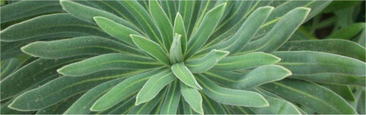 Euphorbia caracias close up