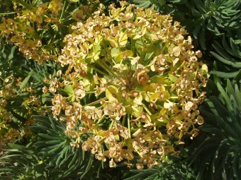 Euphorbia characias zaden