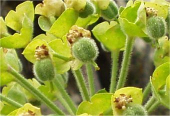 Euphorbia helioscopia cu