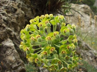 Euphorbia helioscopia