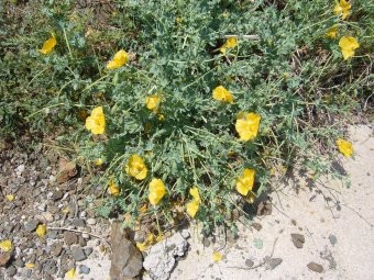 Glaucium flavum 153