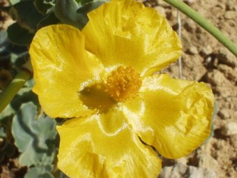 Glaucium flavum close up