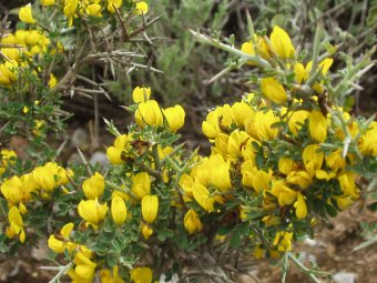 Genista calycotome