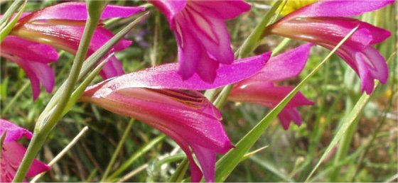 Gladiolus italicum