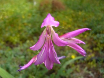 Gladiolus italicum