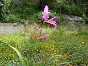 Gladiolus italicum