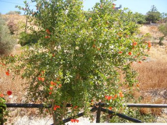 granaatappelboom