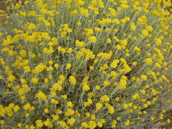 Helichrysum stoechas