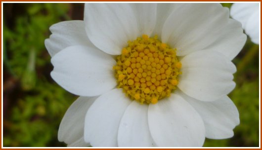 Chrysant geel solo