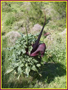 Arum dracunculus vulgaris 110524