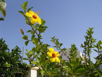 Gele Hibiscus 2
