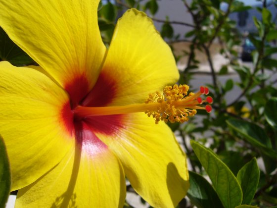 Gele Hibiscus close up 560