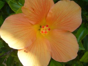 Oranje Hibiscus 035