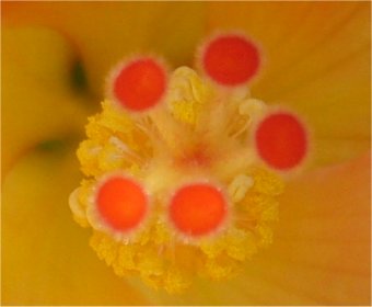 Oranje Hibiscus hart