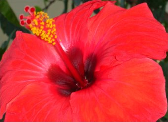 Rode Hibiscus close up