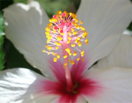 Witte Hibiscus close up 11