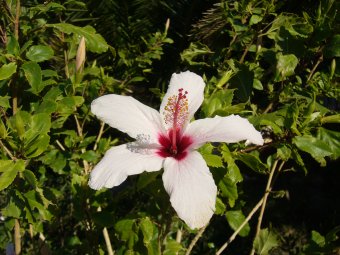 Witte Hibiscus close up 2