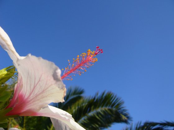 Witte Hibiscus close up