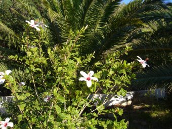 Witte Hibiscus in de tuin