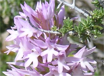 Anachamptis pyramidalis close up