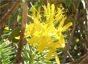 Hypericum empetrifolium