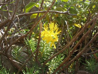 Hypericum empetrifolium 3