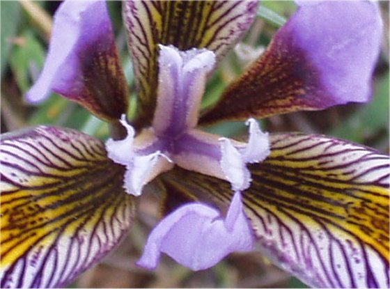 Iris inguilaris close up