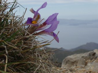 Iris inguilaris Mirambello