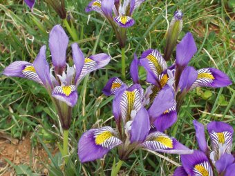 Iris inguilaris