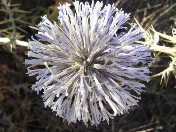 Echinops spinosissimus