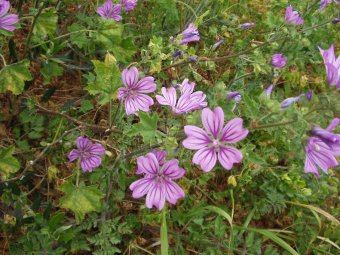 Malva silvestrus 2