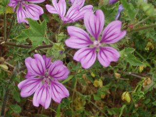 Malva silvestrus