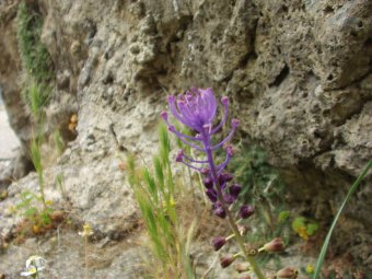 Muscari commosum 001