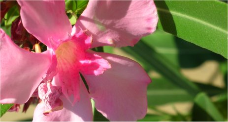 Oleanders in roze