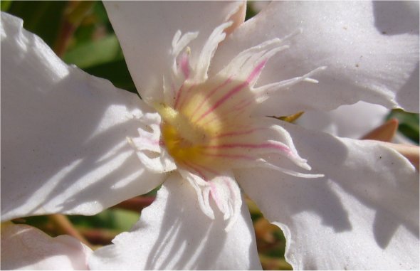 Oleander wit close up