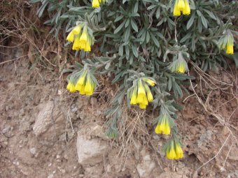 Onosma erecta