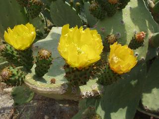 Opuntia