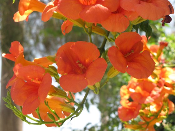 oranje bloem struik Campsis radicans
