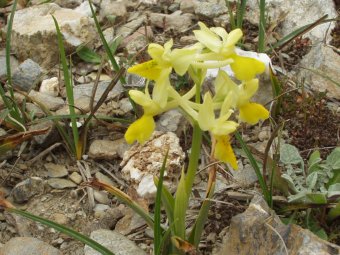 Orchis pauciflora 14