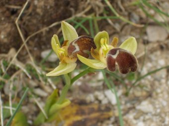 Ophrys lutea sub specie minor