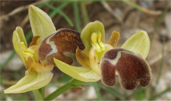 Ophrys lutea sub specie minor close up